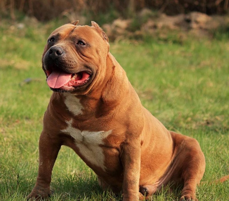 比特犬幼犬纯种美国血统斗狗大体比特巨比活体犬