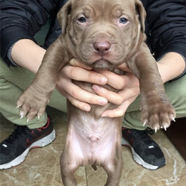 比特犬幼犬纯种美国血统斗狗大体比特巨比活体犬