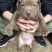 比特犬幼犬纯种美国血统斗狗大体比特巨比活体犬