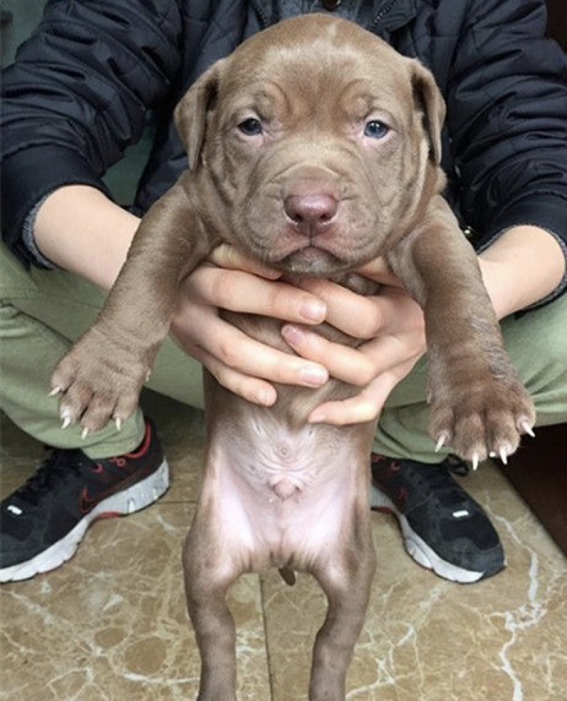 比特犬幼犬纯种美国血统斗狗大体比特巨比活体犬