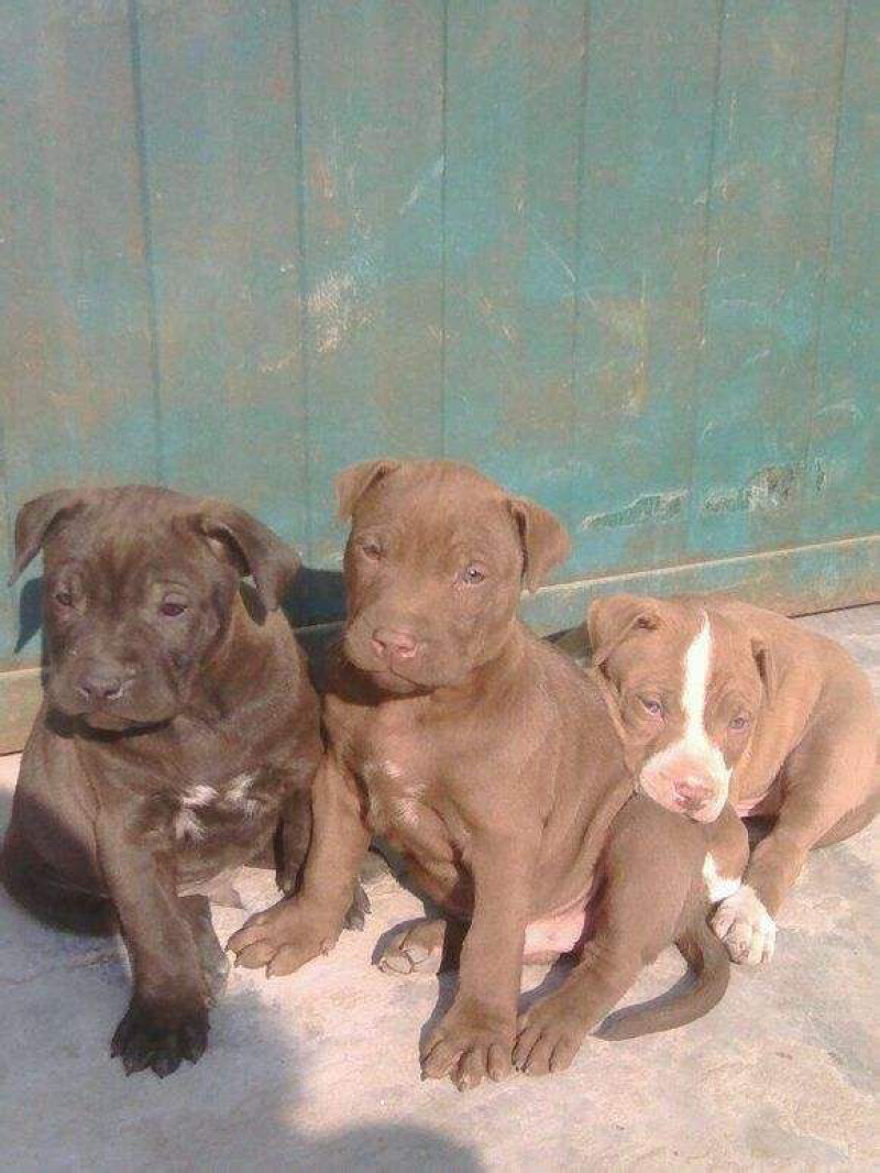比特犬幼犬纯种美国血统斗狗大体比特巨比活体犬