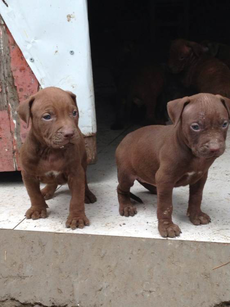 比特犬幼犬纯种美国血统斗狗大体比特巨比活体犬
