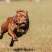 比特犬幼犬纯种美国血统斗狗大体比特巨比活体犬