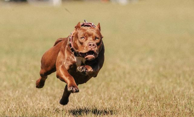 比特犬幼犬纯种美国血统斗狗大体比特巨比活体犬