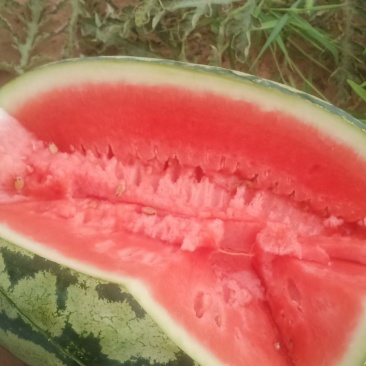 靖边西瓜陆续上市