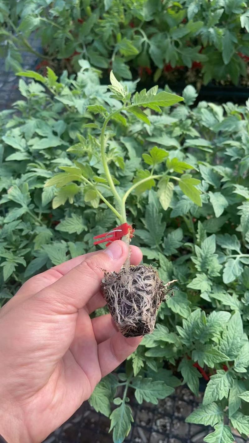 西红柿苗硬粉，茄子苗，尖椒苗黄瓜百万棵种苗预定销售中