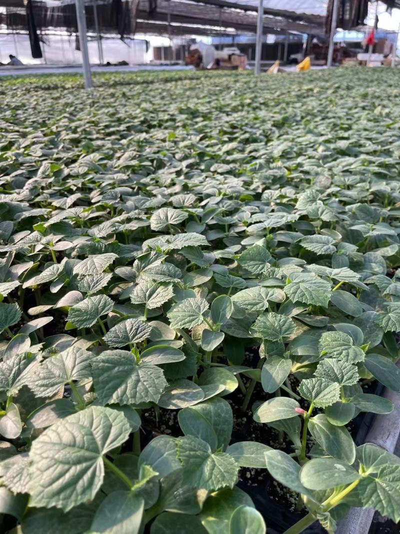 西红柿苗硬粉，茄子苗，尖椒苗黄瓜百万棵种苗预定销售中