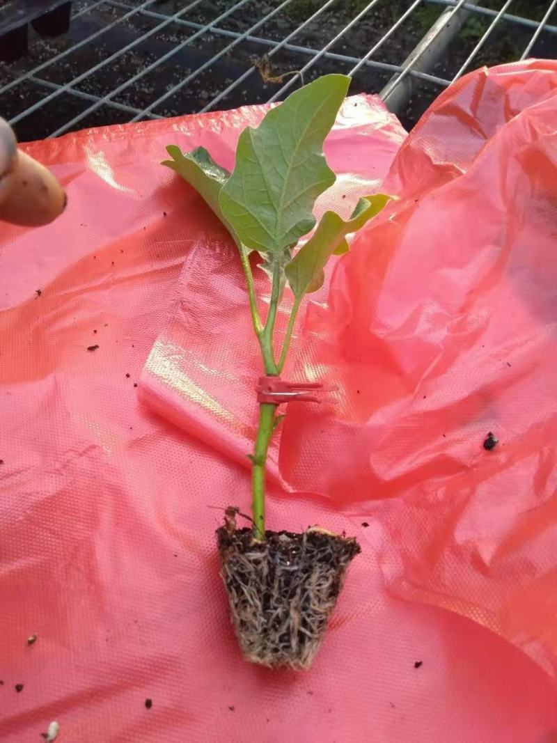 西红柿苗硬粉，茄子苗，尖椒苗黄瓜百万棵种苗预定销售中