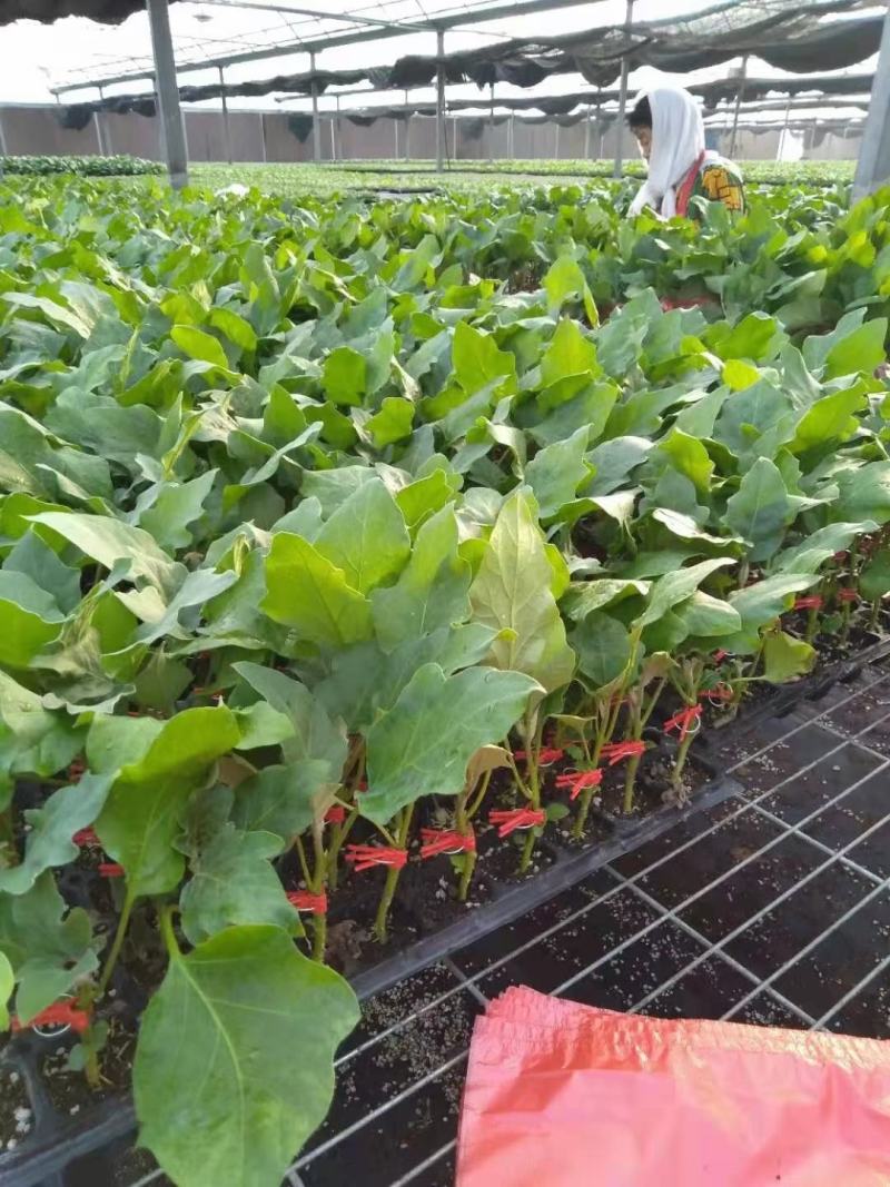 西红柿苗硬粉，茄子苗，尖椒苗黄瓜百万棵种苗预定销售中