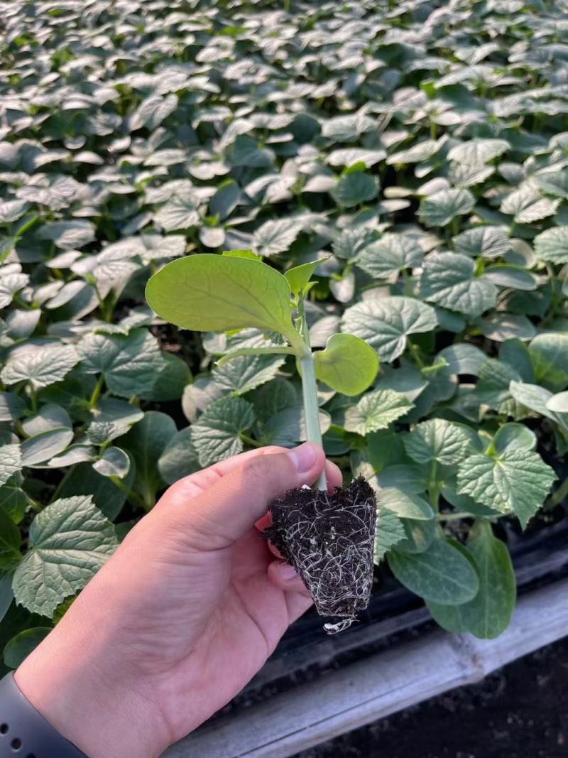 西红柿苗硬粉，茄子苗，尖椒苗黄瓜百万棵种苗预定销售中