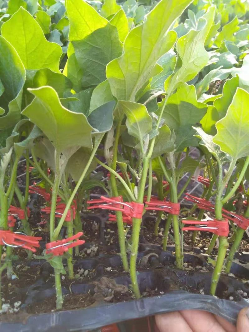西红柿苗硬粉，茄子苗，尖椒苗黄瓜百万棵种苗预定销售中