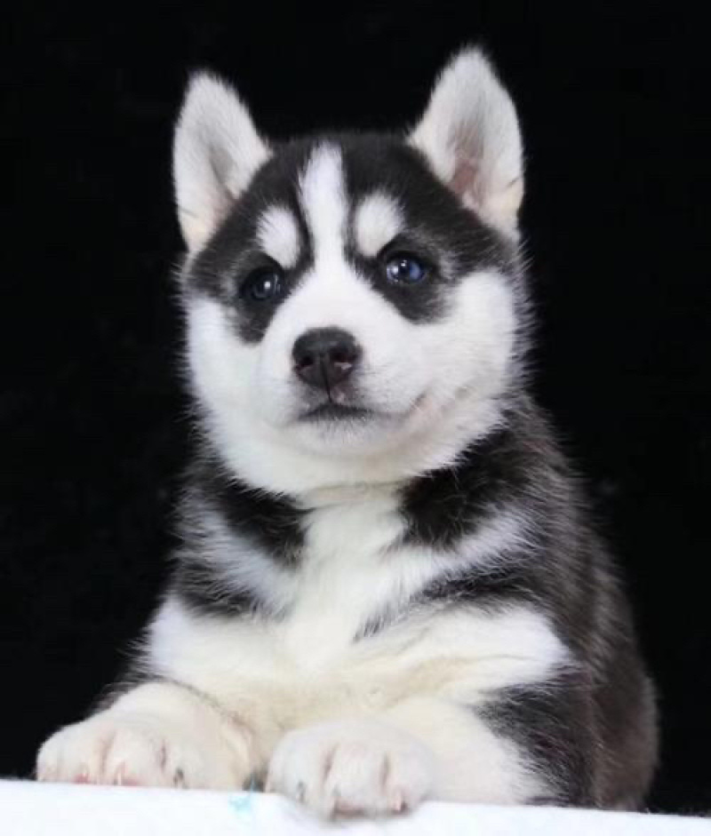 哈士奇幼犬二哈家养宠物狗双血统蓝眼哈士奇