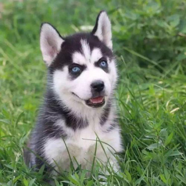 哈士奇幼犬二哈家养宠物狗双血统蓝眼哈士奇