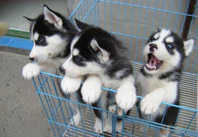 哈士奇幼犬二哈家养宠物狗双血统蓝眼哈士奇