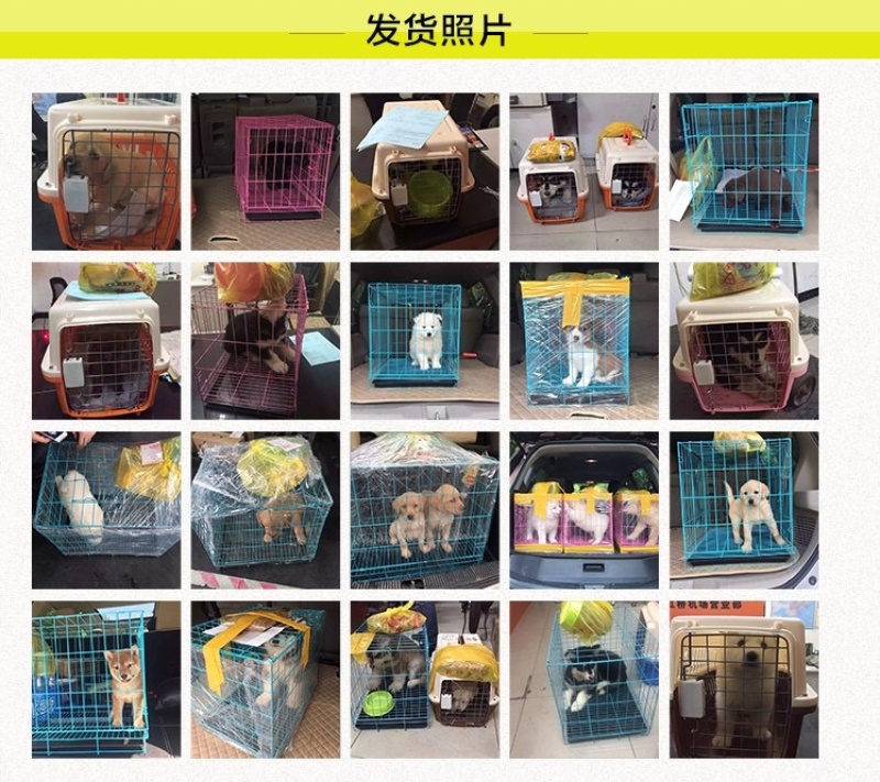 哈士奇幼犬二哈家养宠物狗双血统蓝眼哈士奇