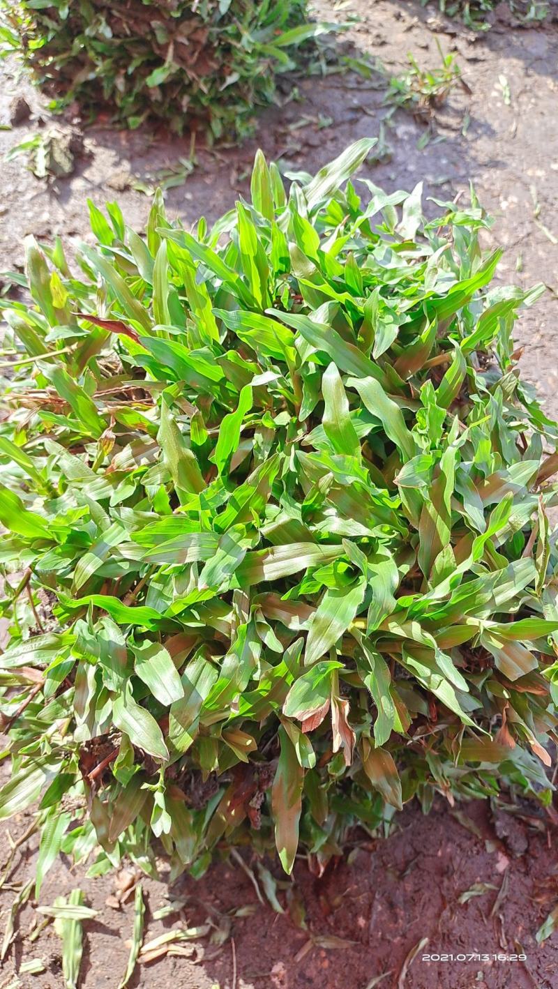 大叶油草草皮地毯草，现货批发，24小时内发货！