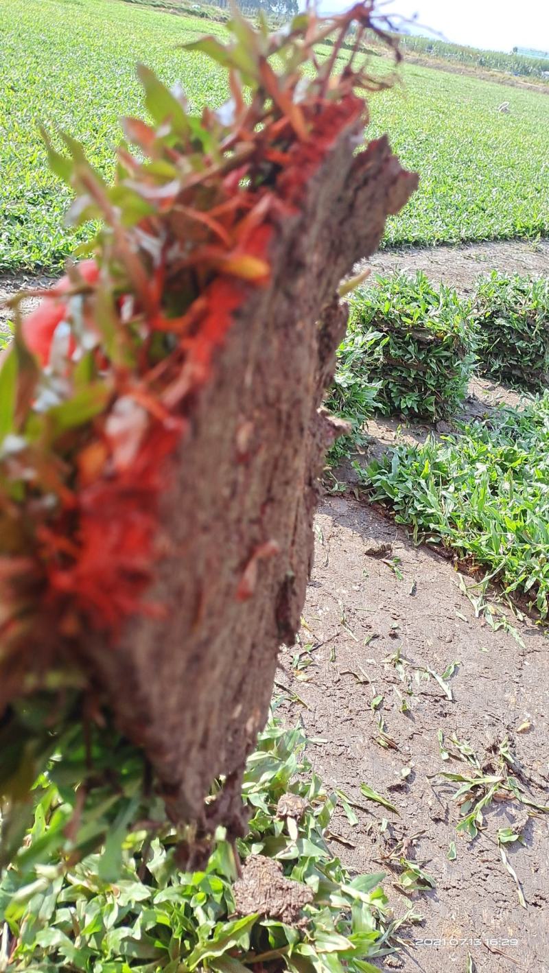 大叶油草草皮地毯草，现货批发，24小时内发货！