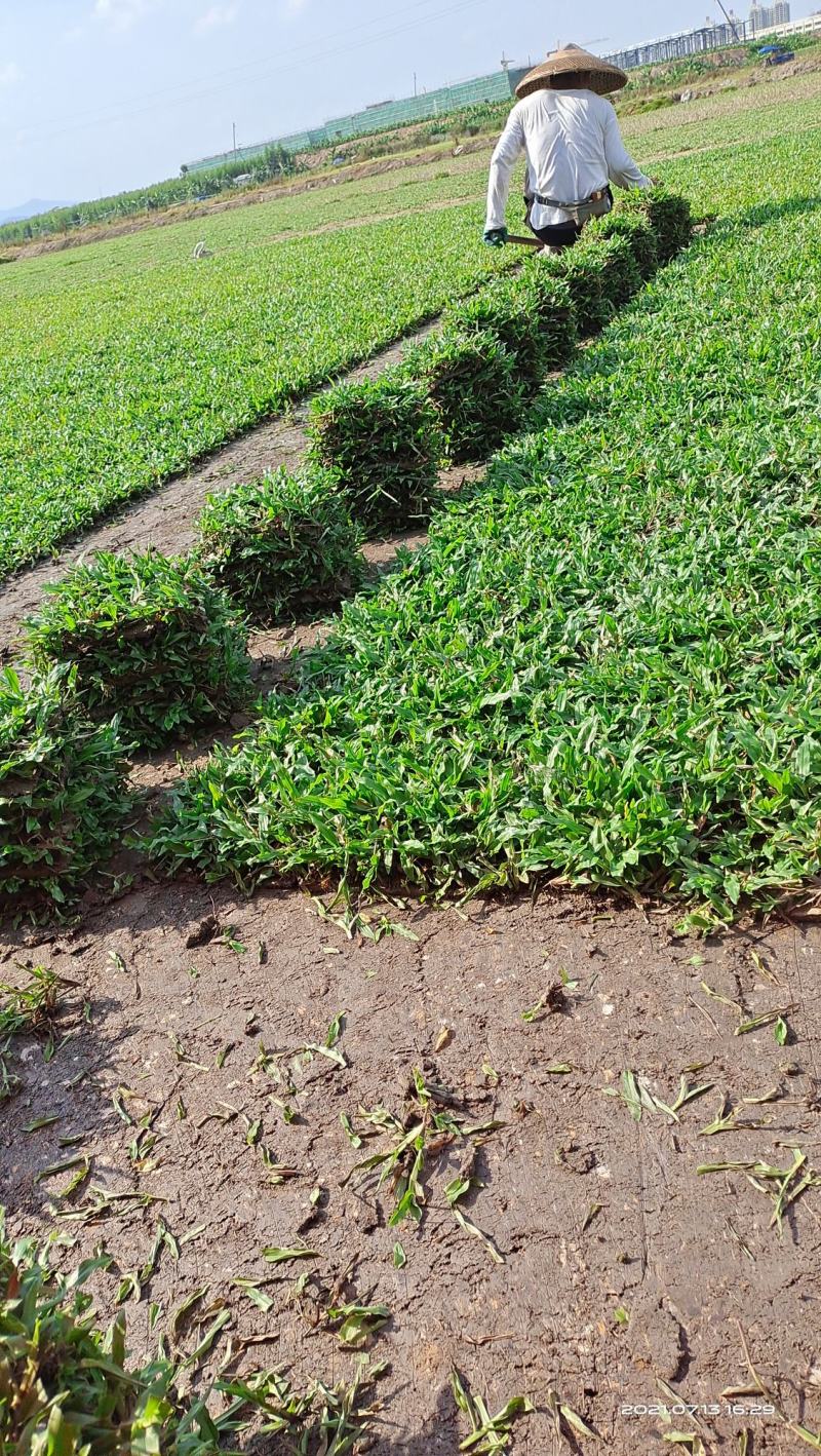 大叶油草草皮地毯草，现货批发，24小时内发货！