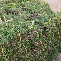 大叶油草草皮地毯草，现货批发，24小时内发货！