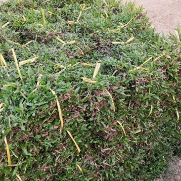 大叶油草草皮地毯草，现货批发，24小时内发货！