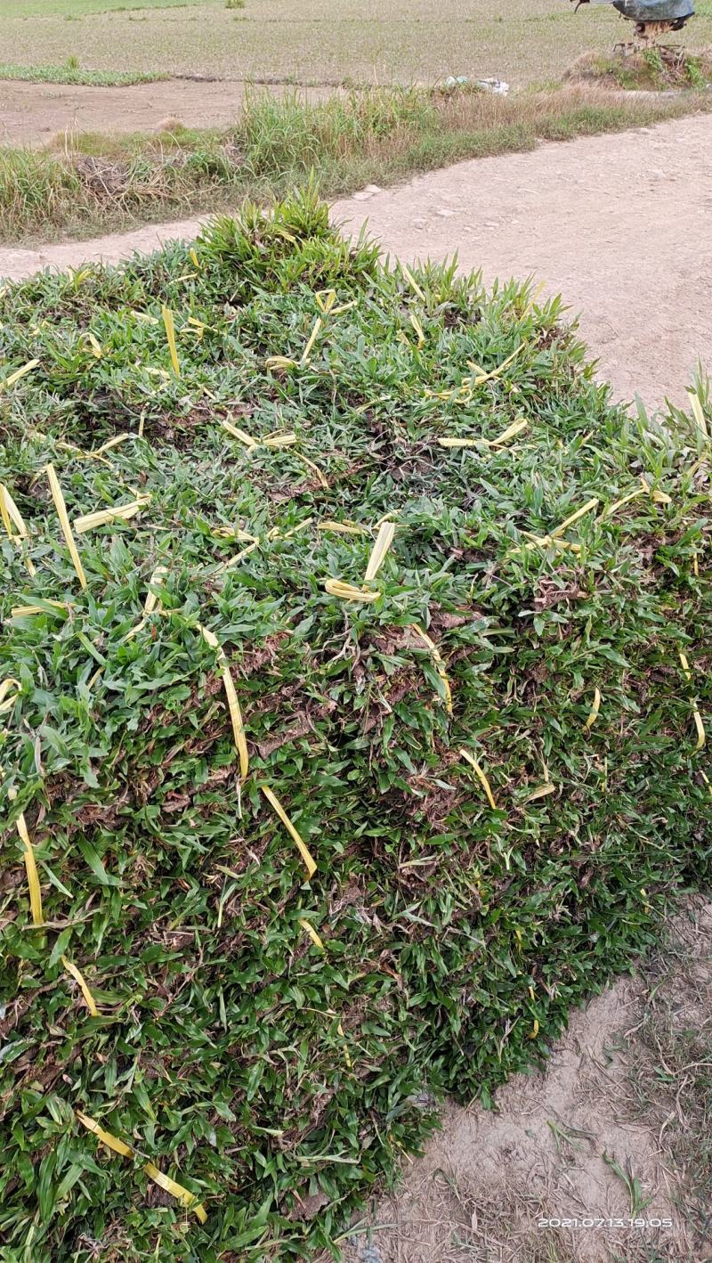 大叶油草草皮地毯草，现货批发，24小时内发货！