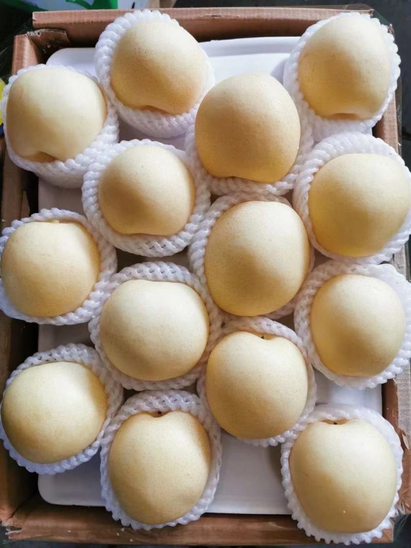 金磊果品站大量供应皇冠梨纸袋250~350g梨小二