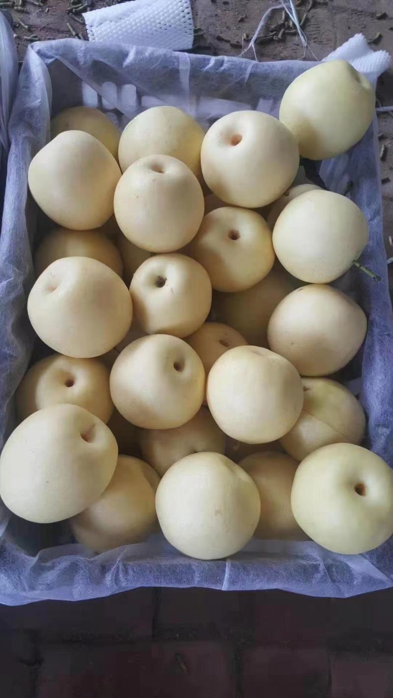 金磊果品站大量供应皇冠梨纸袋250~350g梨小二