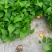 除甲醛净化空气绿萝盆栽室内植物水培花卉绿植绿箩新房家用吸