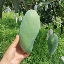 攀枝花金煌芒果大支持一件代发落地配6年生鲜供应链经验