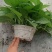 除甲醛净化空气绿萝盆栽室内植物水培花卉绿植绿箩新房家用吸