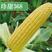 【国审】泰系珍甜368甜玉米种子，产量高，口感甜，品质好