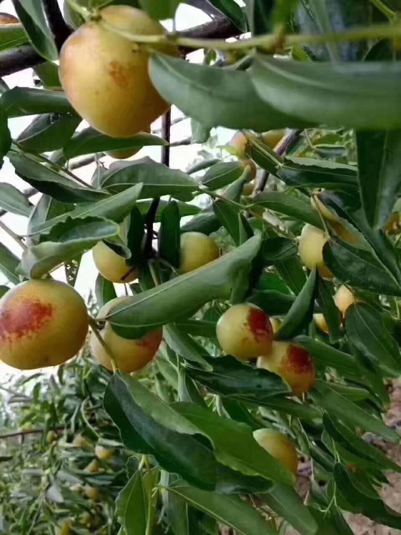 大荔冬枣！产地直供！
