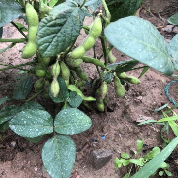 豆类毛豆