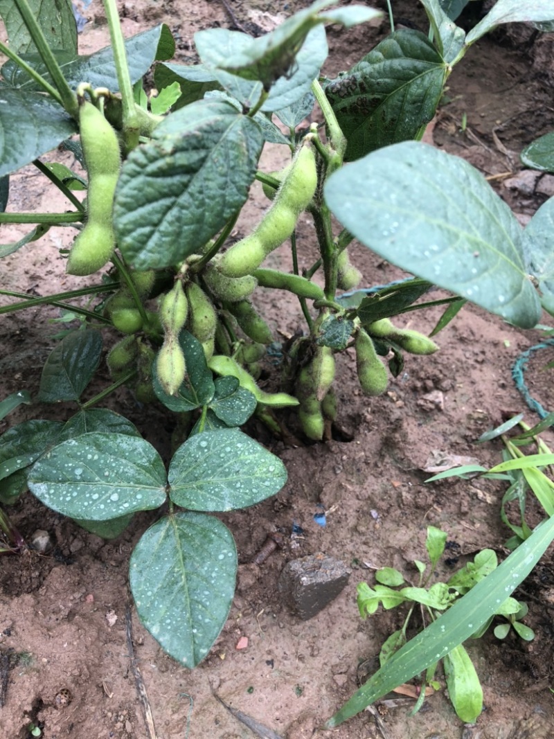 豆类毛豆