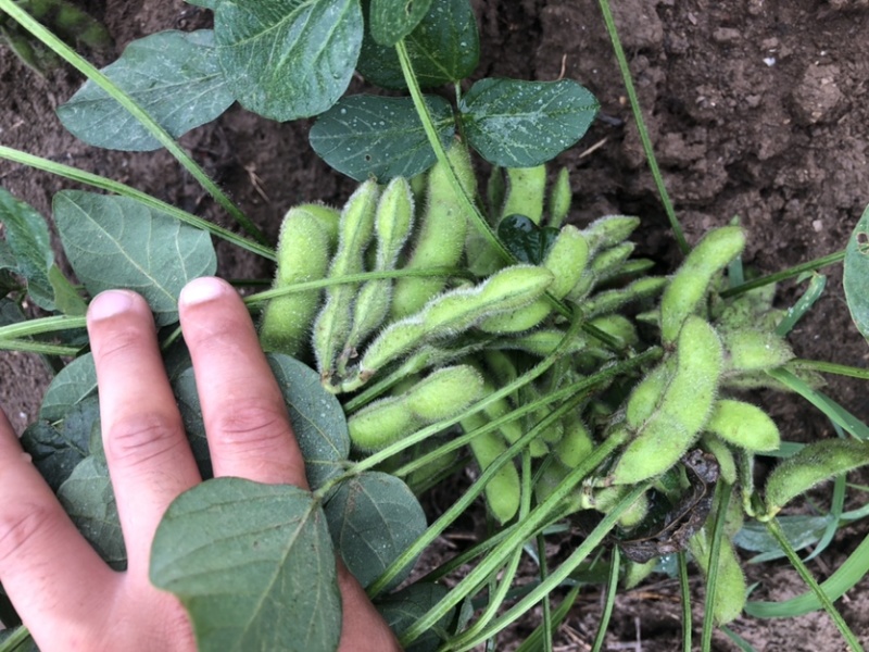 豆类毛豆