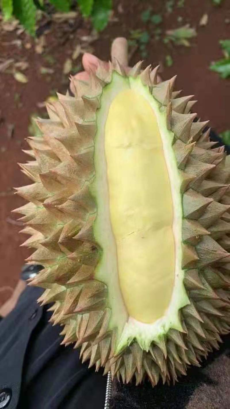 榴莲