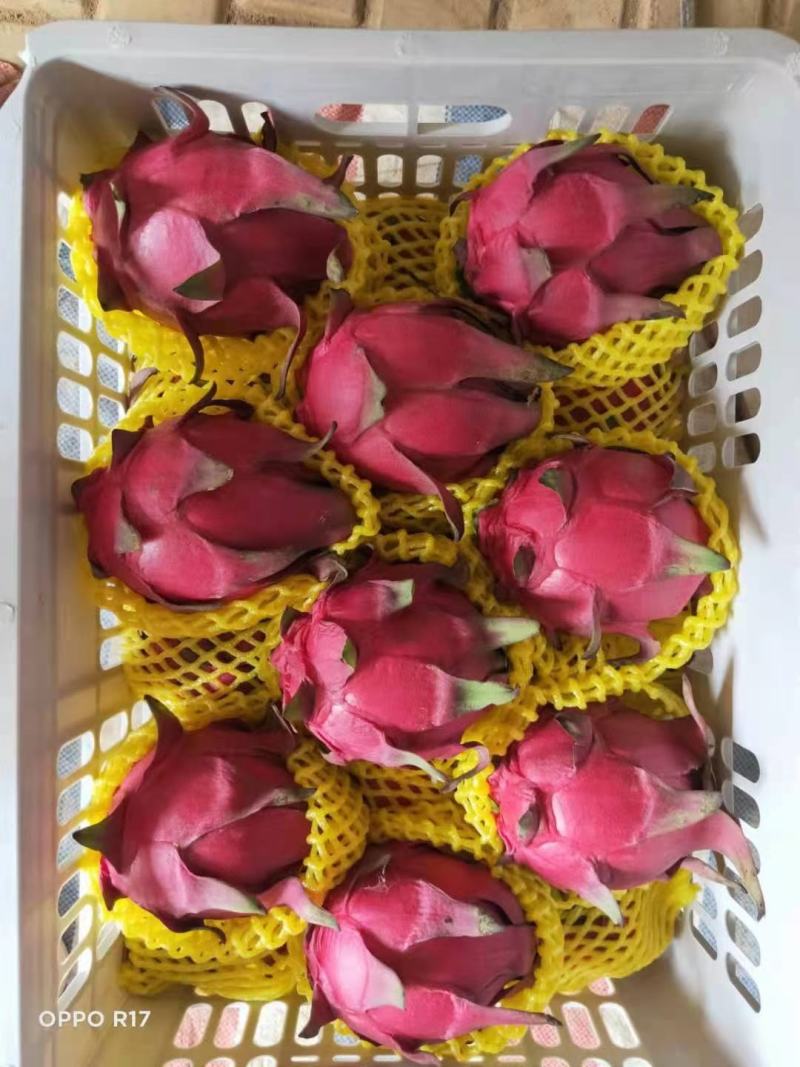 广东湛江硇洲岛火龙果大量供应..........