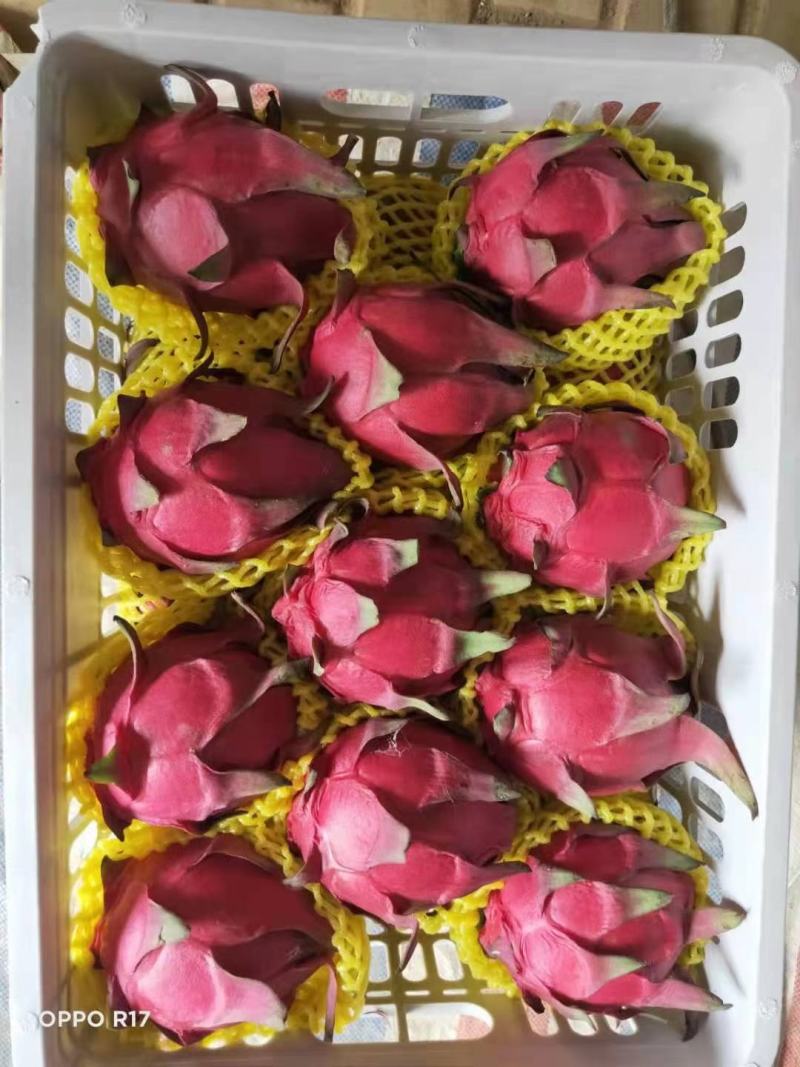 广东湛江硇洲岛火龙果大量供应..........