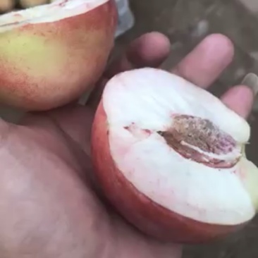 久宝大桃，离核，大量批发