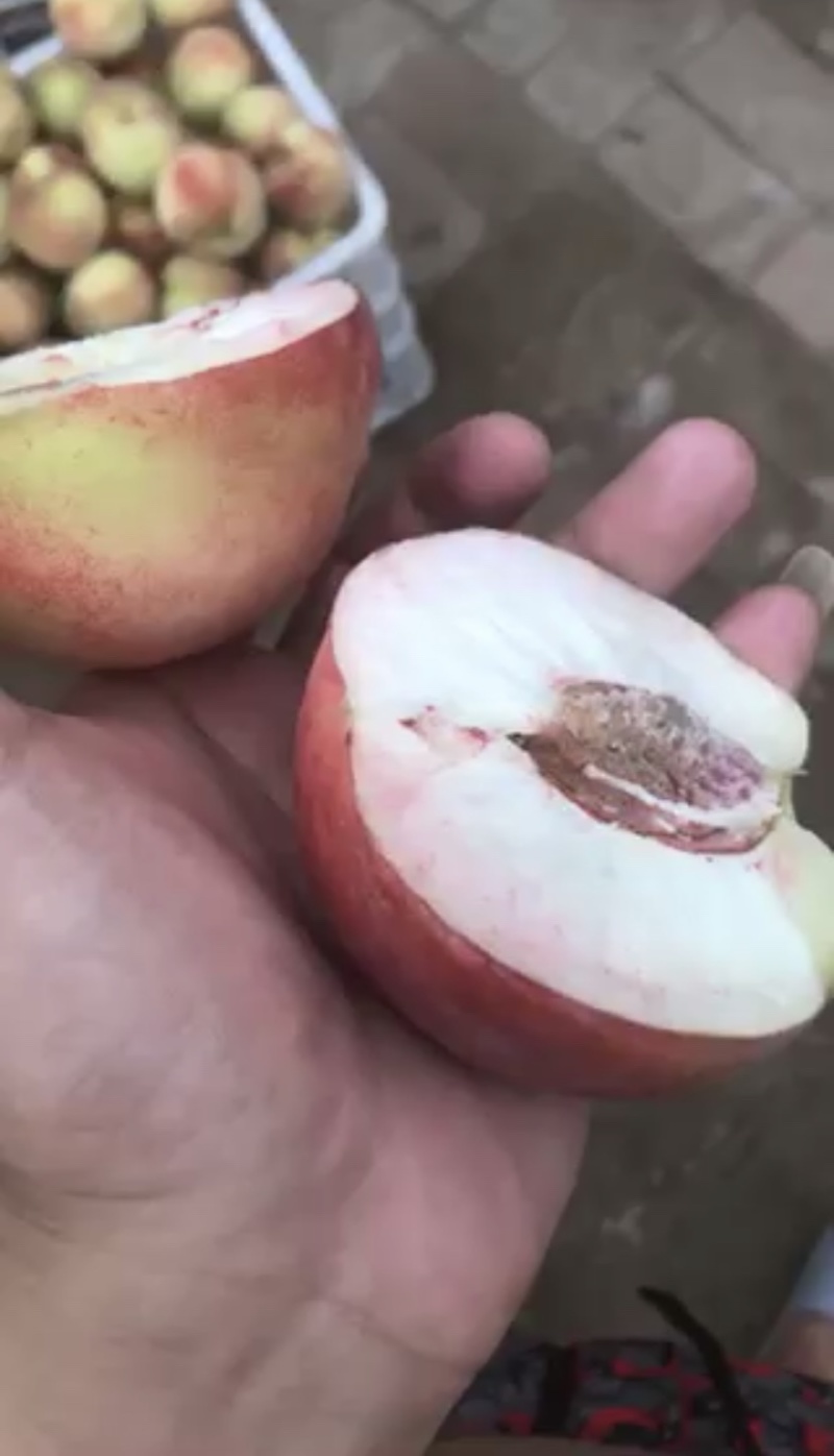 久宝大桃，离核，大量批发