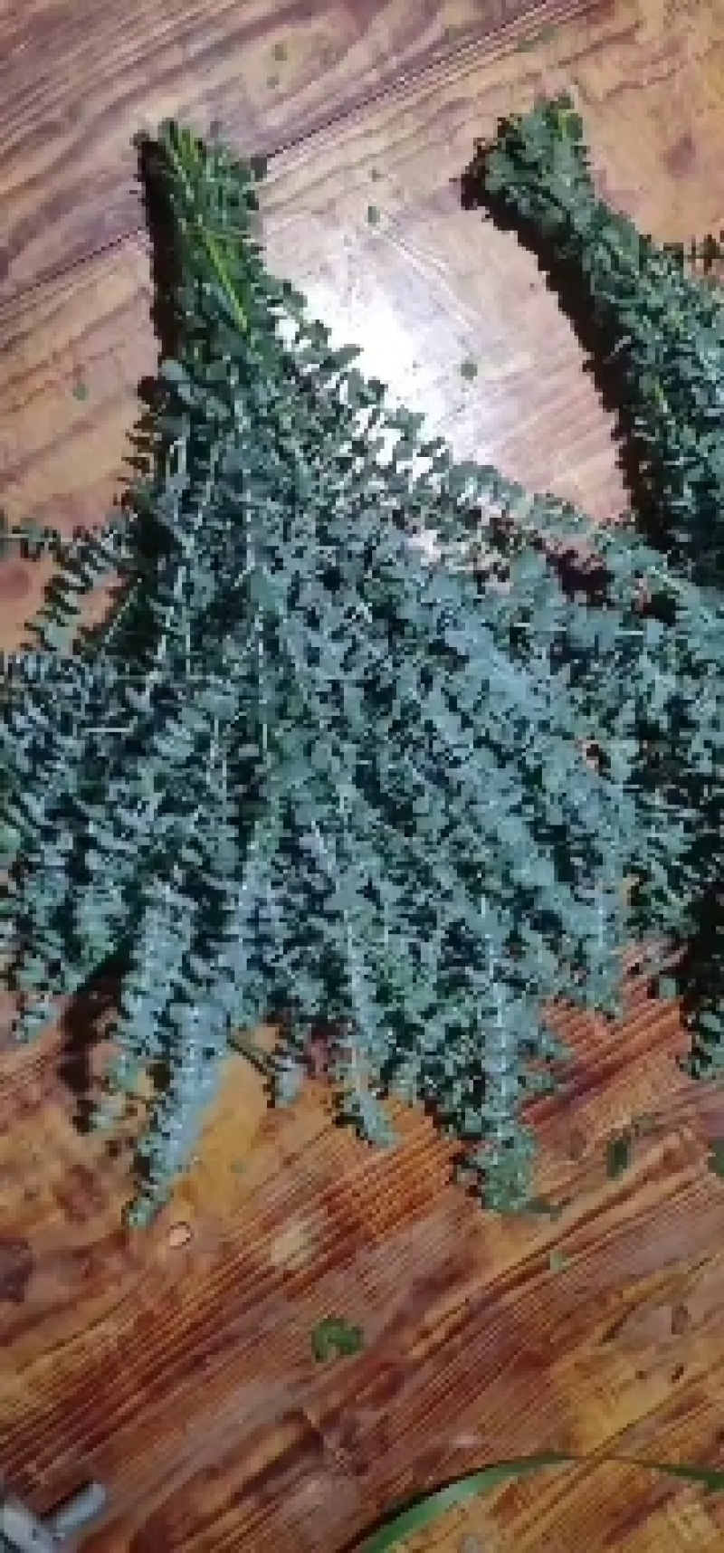 尤加利