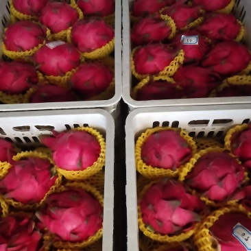 广东湛江硇洲火龙果大量有货.............
