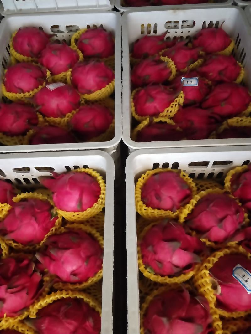 广东湛江硇洲火龙果大量有货.............