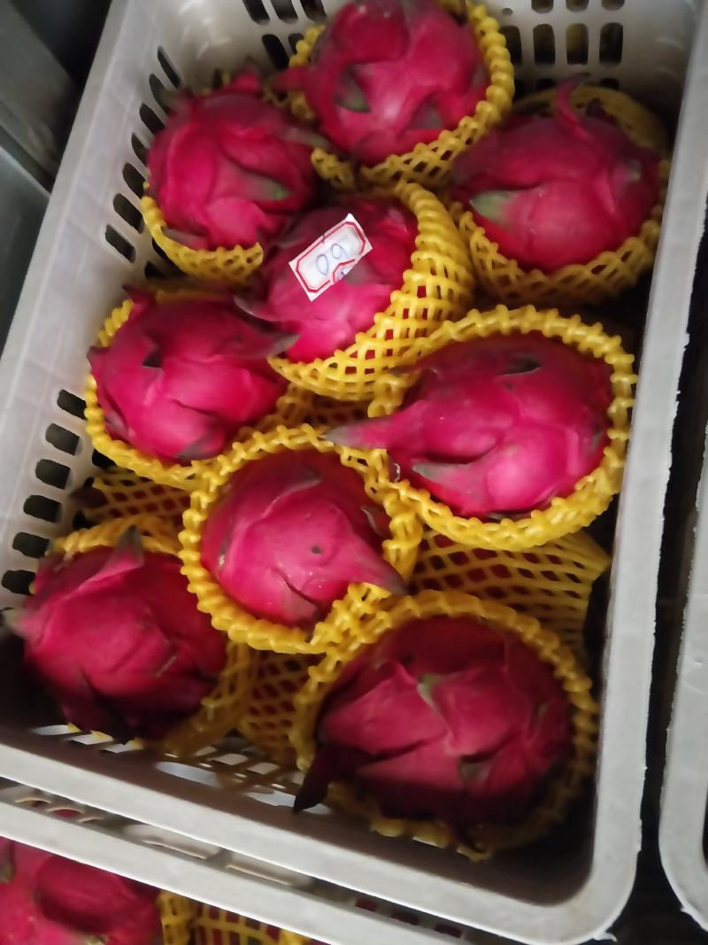 广东湛江硇洲火龙果大量有货.............