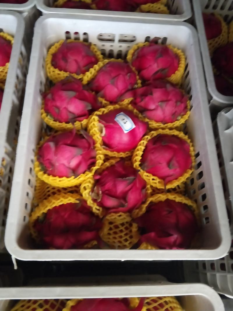 广东湛江硇洲火龙果大量有货.............