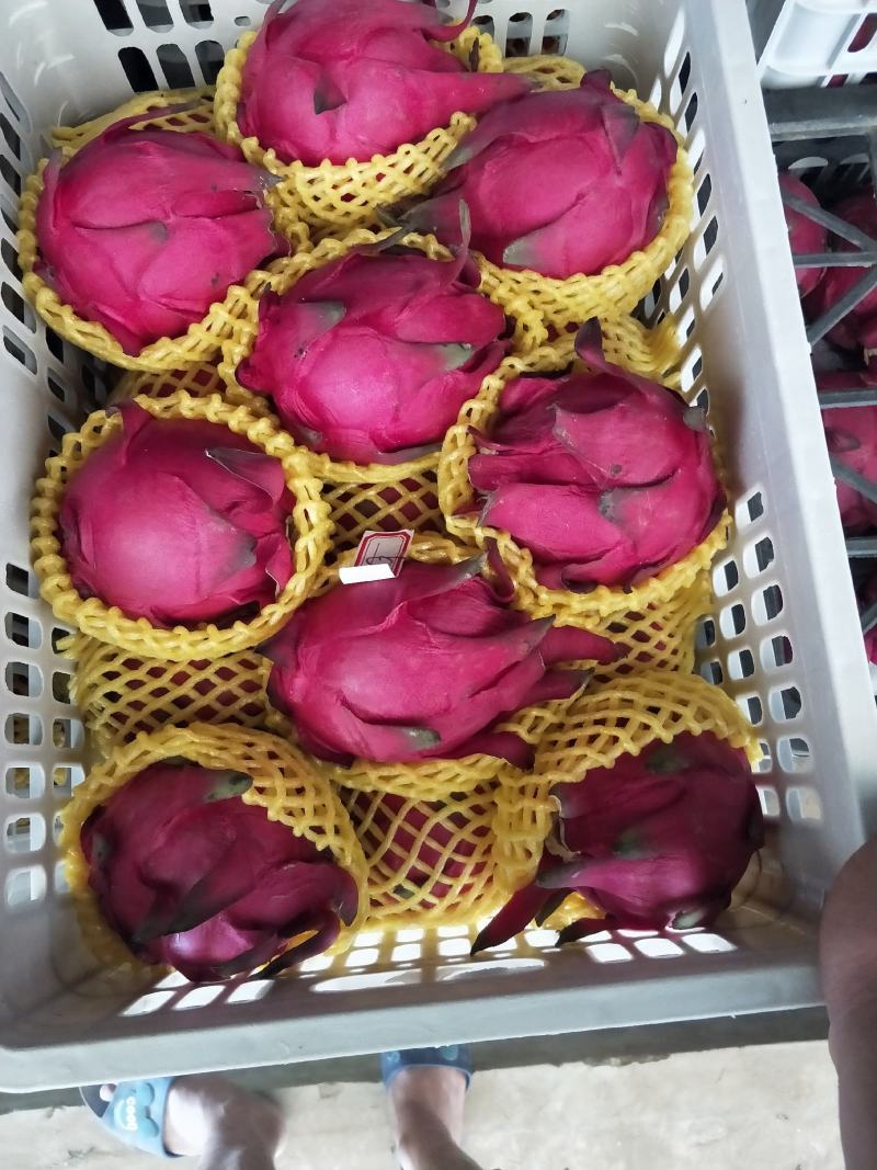 广东湛江硇洲火龙果大量有货.............