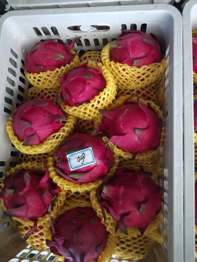 广东湛江硇洲火龙果大量有货.............