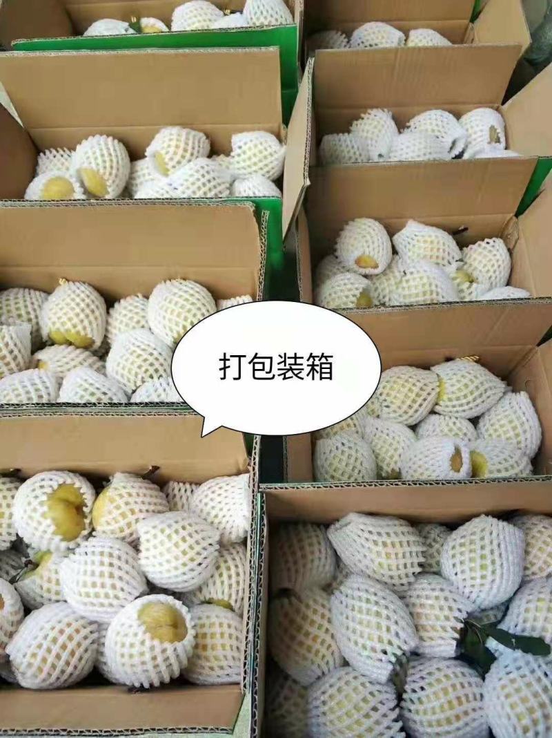 正宗湖南文明特产黄金奈李自家果园现摘现发品质保证一件代发