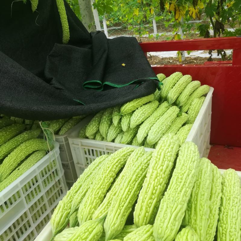 自种精品油瓜，天天有货，新鲜现摘现发，真誠与各位老板合作