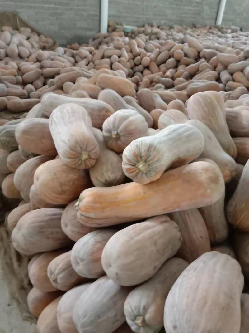 金囷蜜本南瓜，现货销售品种好